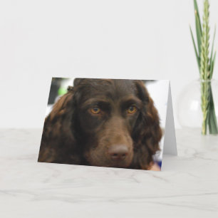 Boykin Spaniel Greeting Cards