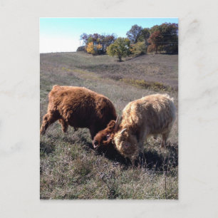 Boys are Boys... Postcard