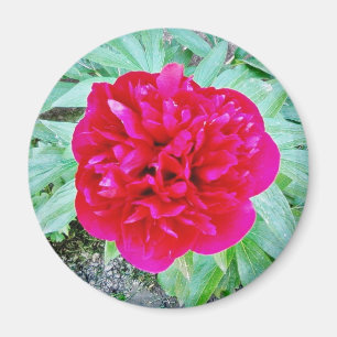 Bozur Magnet