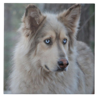 Bozworth the Malamutt Tile