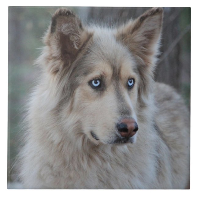 Bozworth the Malamutt Tile (Front)