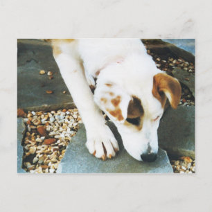 BQ- Cute Husky Mix Dog Postcard