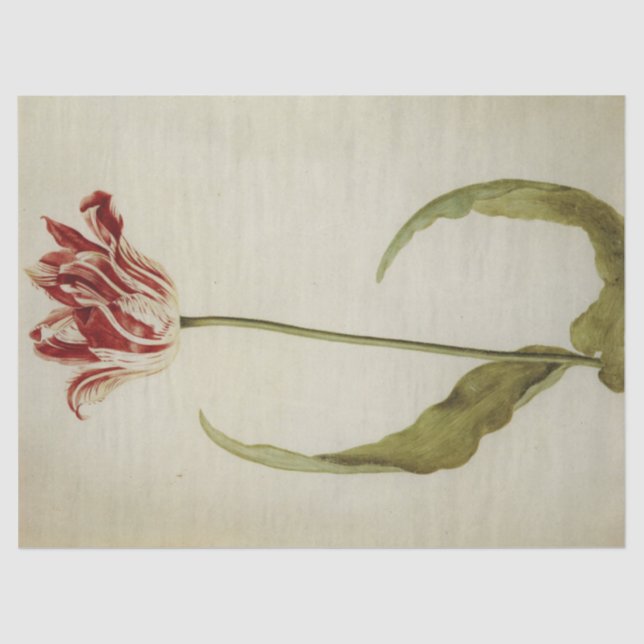 Brabantson Tulip by Judith Leyster Tissue Paper (Front)