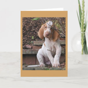 Bracco Italiano Greeting Card