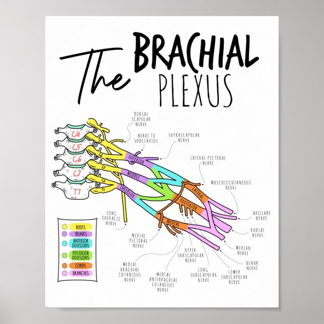 Brachial Plexus Poster (Front)