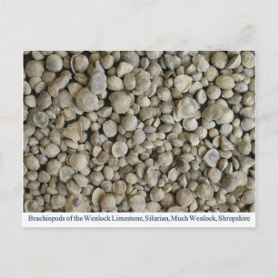 Brachiopod fossils from the Wenlock Limestone Postcard
