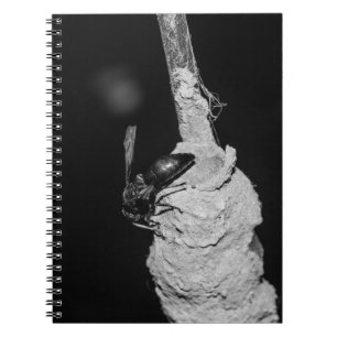 Brachygastra Notebook