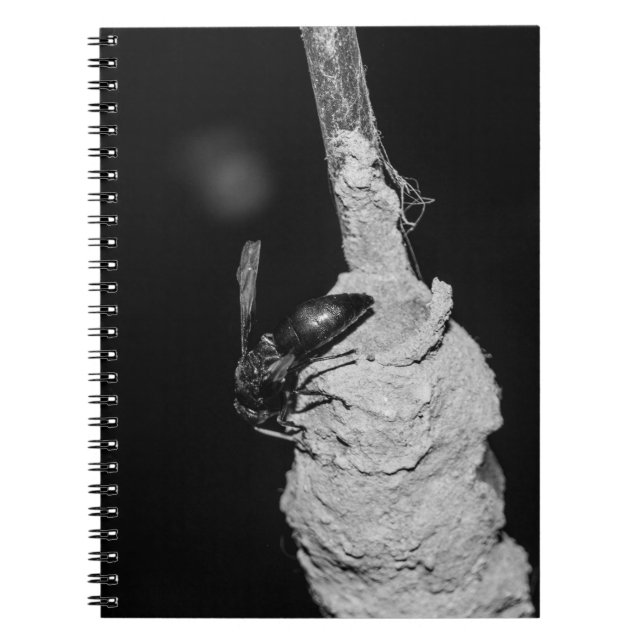 Brachygastra Notebook (Front)