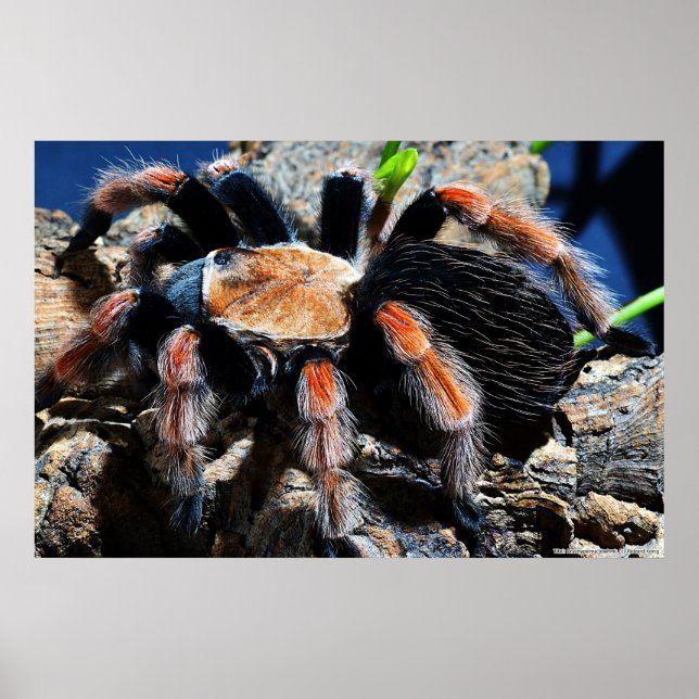Brachypelma boehmei poster (Front)