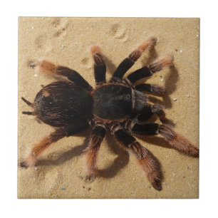 Brachypelma tarantula spider in sand ceramic tile