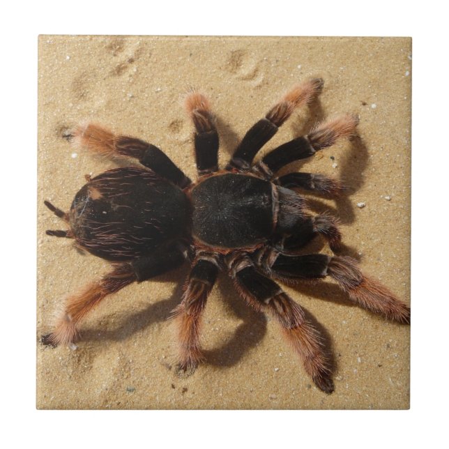 Brachypelma tarantula spider in sand ceramic tile (Front)