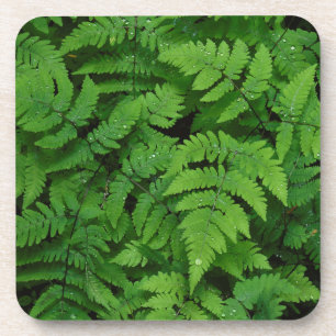 Bracken fern with rain drops, Washington State Coaster