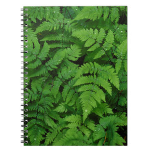 Bracken fern with rain drops, Washington State Notebook
