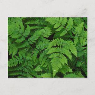Bracken fern with rain drops, Washington State Postcard