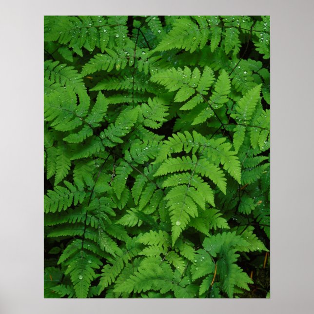 Bracken fern with rain drops, Washington State Poster (Front)