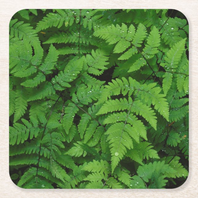 Bracken fern with rain drops, Washington State Square Paper Coaster (Front)