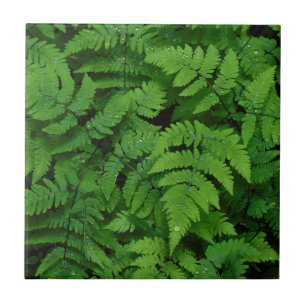 Bracken fern with rain drops, Washington State Tile