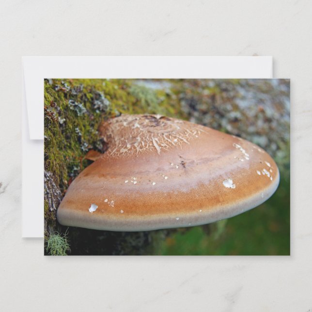 Bracket fungus Card (Front)