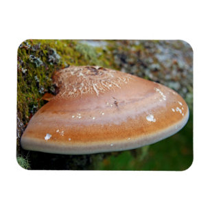 Bracket fungus magnet