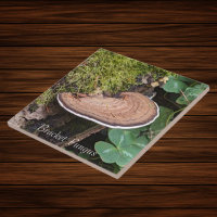 Bracket Fungus Nature Photo