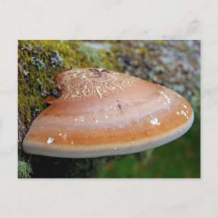 Bracket fungus postcard