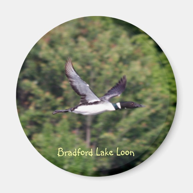 Bradford Lake Loon Magnet (Front)