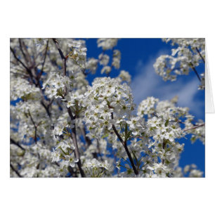 Bradford Pear Blooms