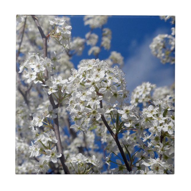 Bradford Pear Blooms Ceramic Tile (Front)