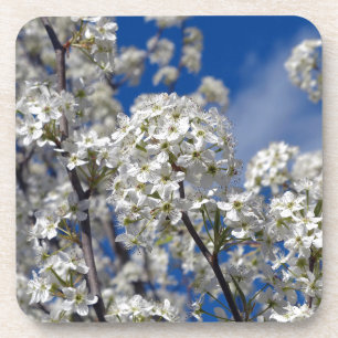 Bradford Pear Blooms Coaster