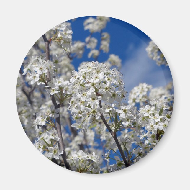Bradford Pear Blooms Magnet (Front)