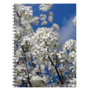 Bradford Pear Blooms Notebook