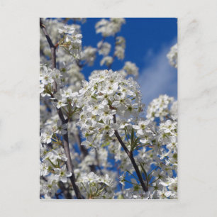 Bradford Pear Blooms Postcard