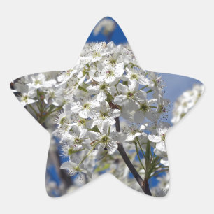 Bradford Pear Blooms Star Sticker