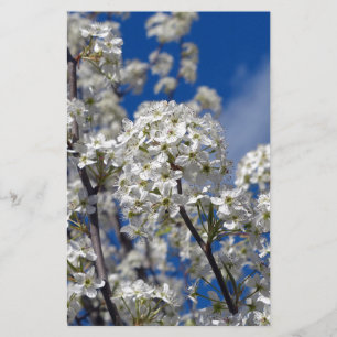 Bradford Pear Blooms Stationery