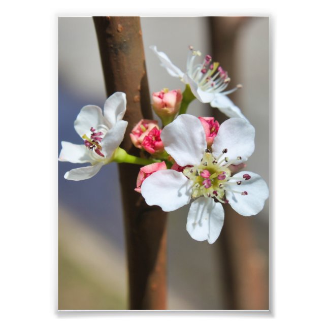 Bradford Pear blossom Photo Print (Front)