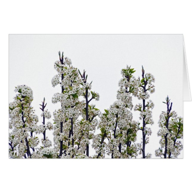 Bradford Pear Blossoms (Front Horizontal)