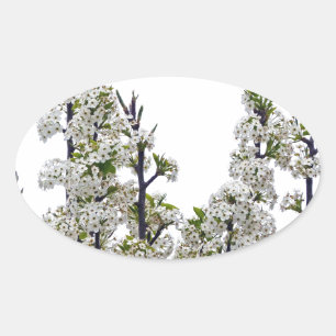 Bradford Pear Blossoms Oval Sticker