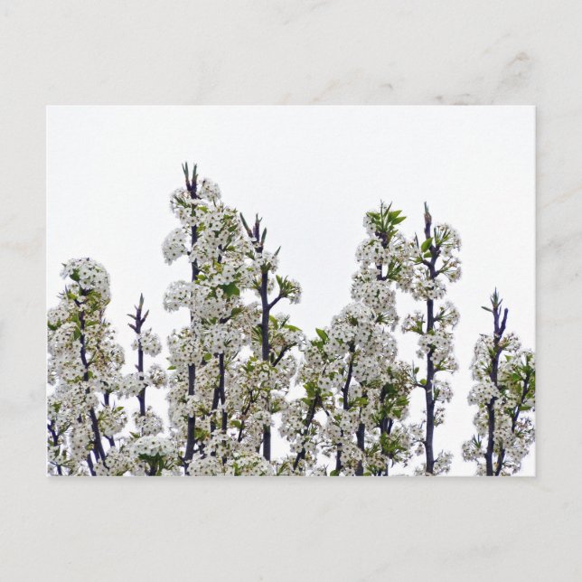 Bradford Pear Blossoms Postcard (Front)