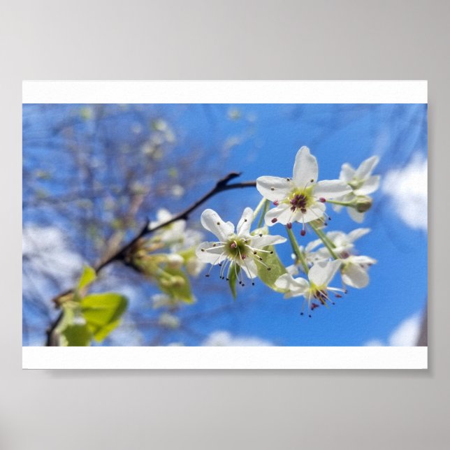 Bradford Pear Poster (Front)