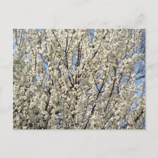 Bradford Pear Tree Blooms Postcard (Front)