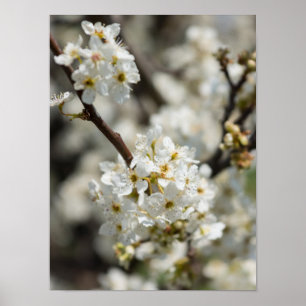 Bradford Select Focus Poster