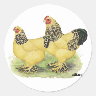 Brahma Buff Pair Classic Round Sticker