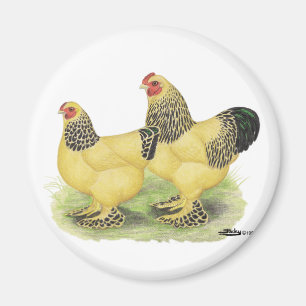 Brahma Buff Pair Magnet