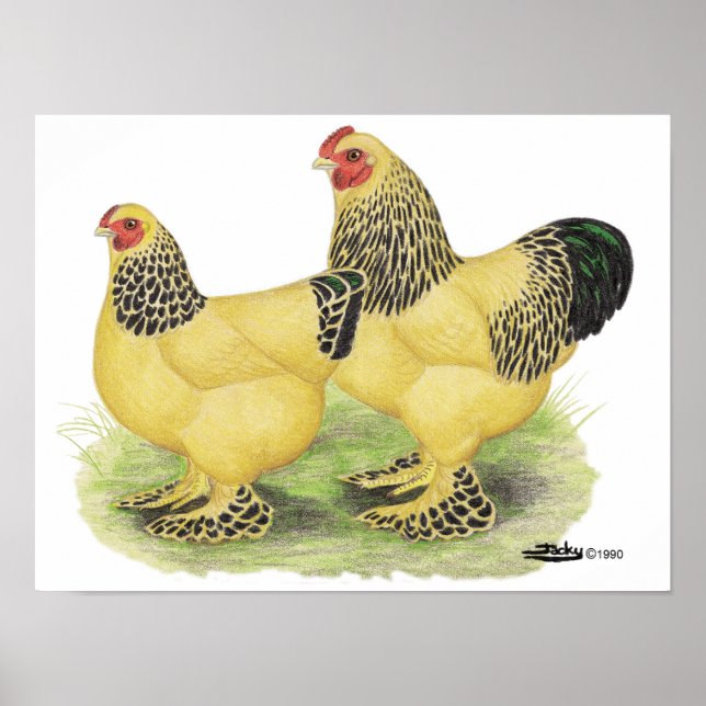 Brahma Buff Pair Poster (Front)