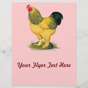 Brahma:  Buff Rooster Flyer