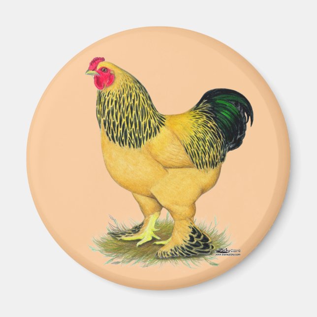 Brahma:  Buff Rooster Magnet (Front)