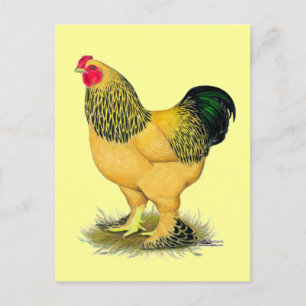 Brahma: Buff Rooster Postcard