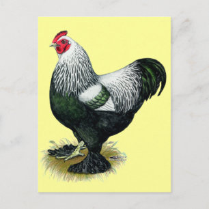 Brahma: Dark Rooster Postcard