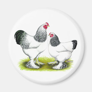 Brahma:  Light Magnet