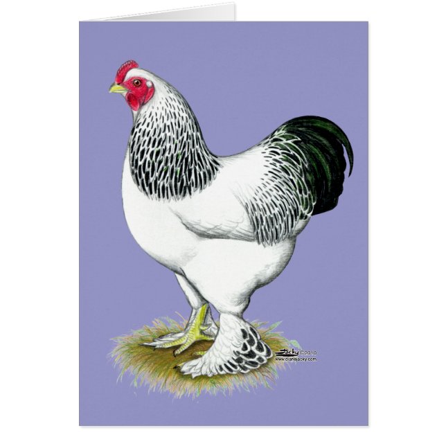 Brahma:  Light Rooster (Front)